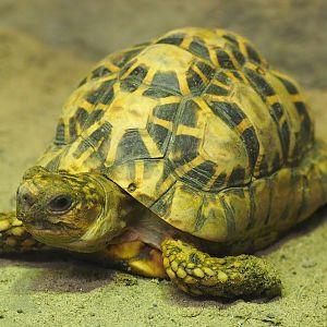 Indian star tortoise