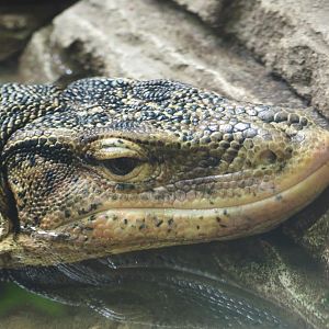 Common water monitor