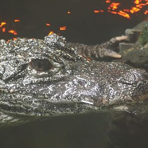 Chinese alligator