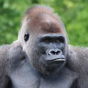 Western lowland gorilla 1