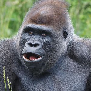 Western lowland gorilla 2