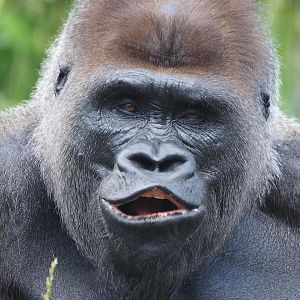 Western lowland gorilla 3