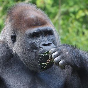 Western lowland gorilla 4