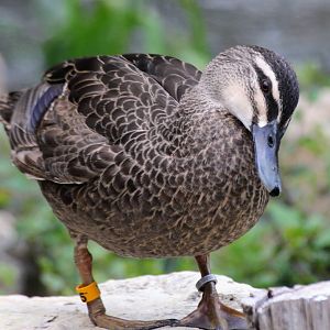 Pacific Black Duck