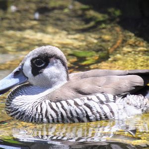 Pink-eared Duck