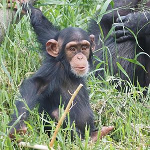 Young chimpanzee