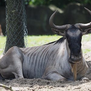 White-bearded wildbeest
