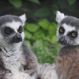 Ring-tailed lemurs