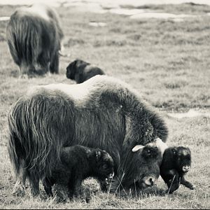 Muskox - Alaska