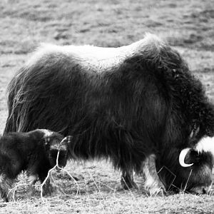 Muskox - Alaska