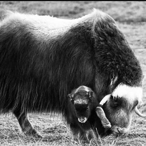 Muskox - Alaska