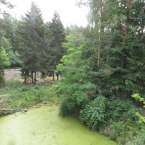 Siberian tiger enclosure