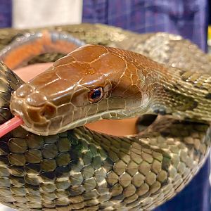 Flower Rat Snake (Elaphe moellendorffi)