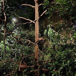 Palm Civet Walk-through Exhibit