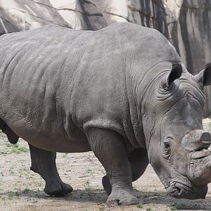 Southern white rhinoceros