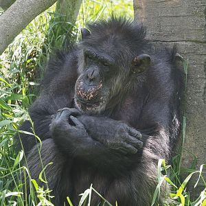 Chimpanzee