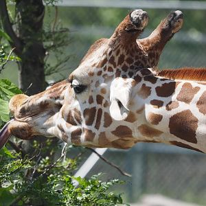 Reticulated giraffe