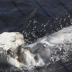 Southern sea otter