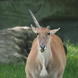 Common eland