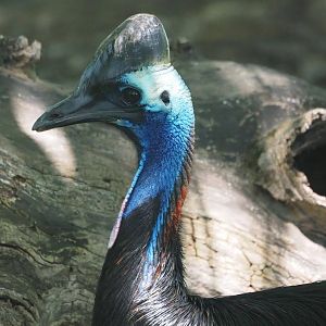 Southern cassowary "Neo"