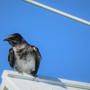 Purple Martin