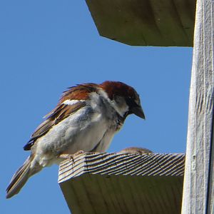 House Sparrow