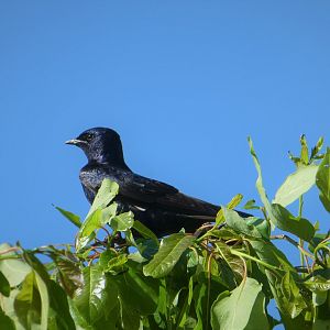 Purple Martin