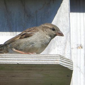 House Sparrow