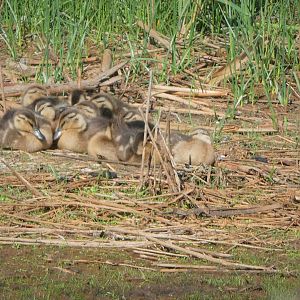 Mallard Ducklings