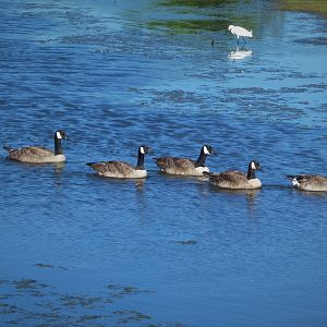 Atlantic Canada Geese