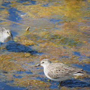 Semipalmated Sandpipers