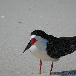 Black Skimmer