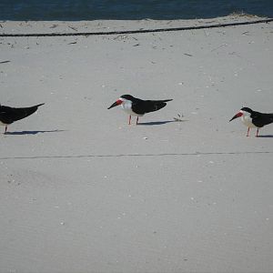 Black Skimmers