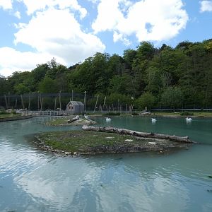Dalmatian pelican enclosure