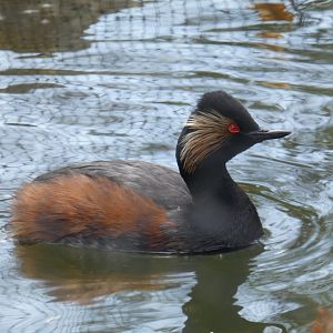 Black-necked grebe