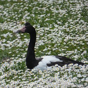 Magpie goose