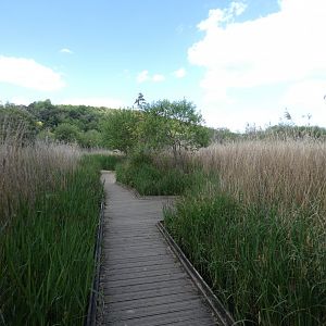 Walk-way through reeds