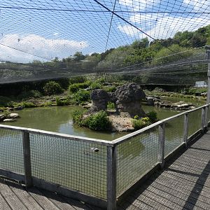 Icelandic Lake aviary
