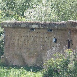 Sand marten nesting bank