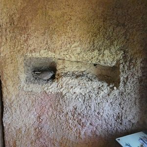 Sand marten nest display