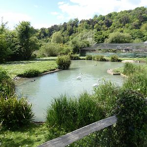 Berwick's swan enclosure