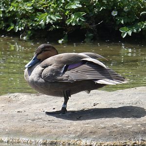Philippine duck