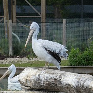 Dalmatian pelican