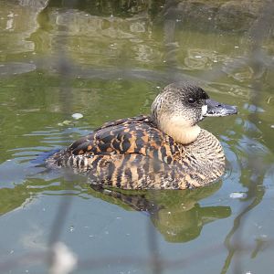 African white-backed duck