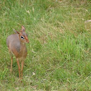 Kirk’s dik dik