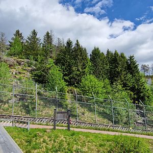 Siberian Tiger enclosure