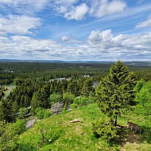 Siberian Tiger enclosure