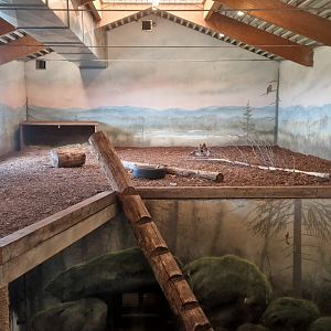 Siberian Tiger indoor