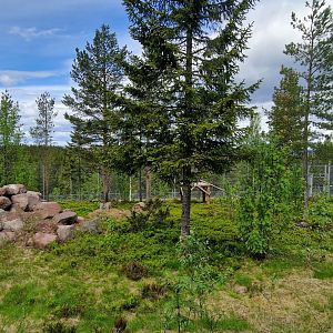 Persion Leopard enclosure