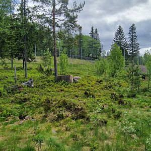 Snow Leopards enclosure